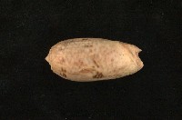 藏品(寡婦榧螺亞種)的圖片